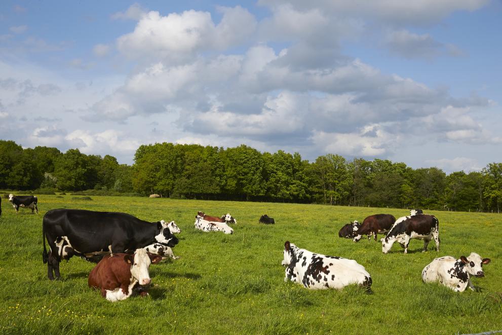 European cows