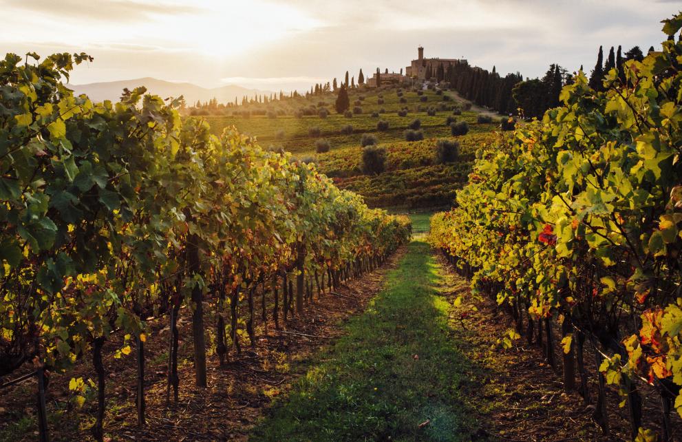 EU wineyards